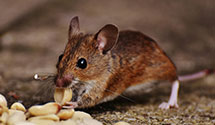 24 Hour & Emergency Exterminators in Washington Tnshp, NJ